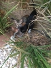 Stray kittens